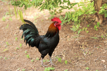 On a sunny day, a very important, confident and beautiful rooster is walking across the agricultural lands.