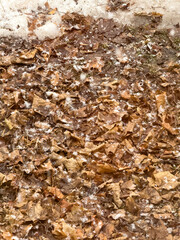 Snow falling on a pile of dried leaves