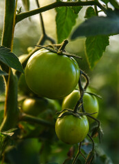 Green unripe tomatoes growing in greenhouse, Tomato plants in greenhouse Green tomatoes plantation. Green and unripe tomatoes hang on plant. Tomato cultivation, Green tomato plants in greenhouse