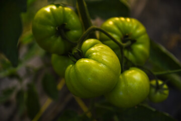 Green unripe tomatoes growing in greenhouse, Tomato plants in greenhouse Green tomatoes plantation. Green and unripe tomatoes hang on plant. Tomato cultivation, Green tomato plants in greenhouse