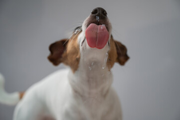 Jack Russell Terrier dog licking transparent glass on white background. 