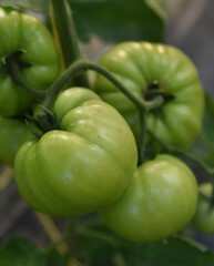 Green unripe tomatoes growing in greenhouse, Tomato plants in greenhouse Green tomatoes plantation. Green and unripe tomatoes hang on plant. Tomato cultivation, Green tomato plants in greenhouse