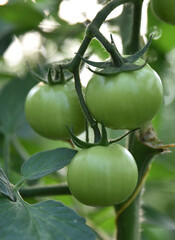 Green unripe tomatoes growing in greenhouse, Tomato plants in greenhouse Green tomatoes plantation. Green and unripe tomatoes hang on plant. Tomato cultivation, Green tomato plants in greenhouse