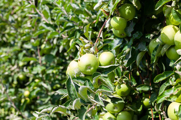 Rich farm harvest. Fresh ripe apples hanging on tree branches in summer fruit garden