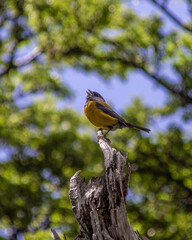 yellow bird portrait (cometocino)