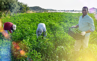 African american man stacking boxes of freshly bell peppers in a farmer field
