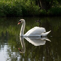 Fototapeta premium swan on the lake