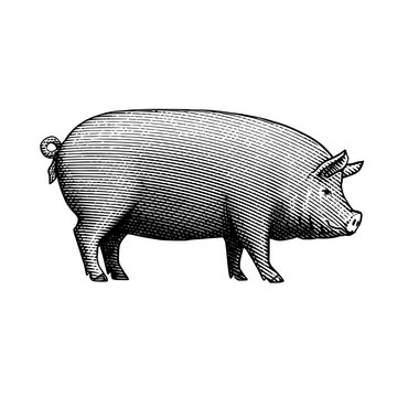 An illustration of a pig in a vintage wood cut style.