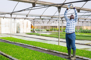 Fototapeta premium Focused african american man farmer working in a greenhouse opens a tap to watering seedlings