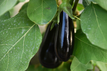 Aubergine eggplant plants in a greenhouse. organic greenhouse farm with rows of ripe eggplants plants with ripe violet vegetables and purple flowers, agriculture in Algeria, Eggplant plant growing.