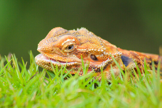 Bearded Dragon Lizard Resting on Green Grass