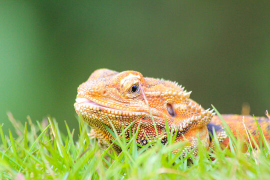 Bearded Dragon Lizard Resting on Green Grass