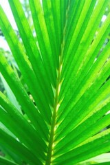 Palm leaf texture natural tropical green leaf close up, tropical leaves, nature