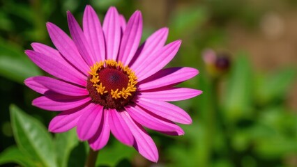 Obraz premium A vibrant pink flower with a dark center and yellow stamens in full bloom.