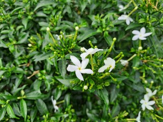 Beautiful Frangipani (Plumeria) Flower in Tropical Garden