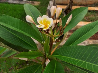 Beautiful Frangipani (Plumeria) Flower in Tropical Garden