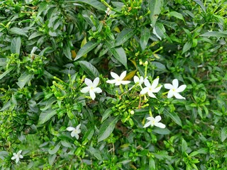 Beautiful Frangipani (Plumeria) Flower in Tropical Garden