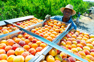 Loading boxes of ripe peaches onto the back of a truck