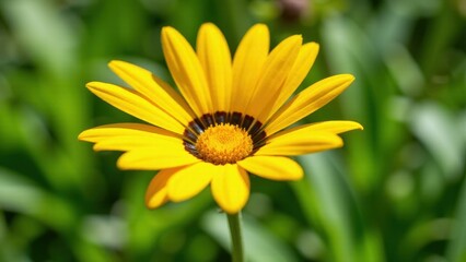 Obraz premium A vibrant yellow flower with a dark center, surrounded by green foliage, showcasing the beauty of nature.