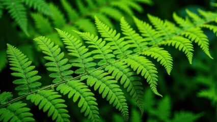 A close-up of vibrant green wild ferns in a natural setting.
