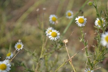 Photo of wild daisies.