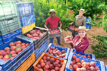 African-american and European men carrying crates full of peaches in hands. Young woman holding bunch of peaches and smiling.