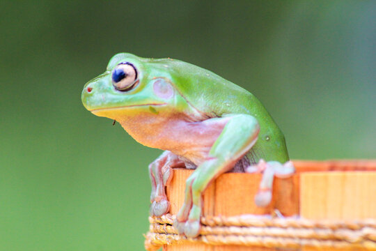 Green Tree Frog Sitting on Wooden Bucket