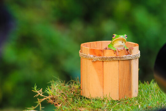 Green Tree Frog Sitting on Wooden Bucket