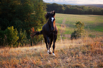 Warmblut Pferd galoppiert frontal auf der Wiese. Glänzender Rappe rennt auf einen zu im galopp