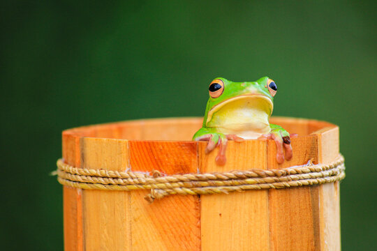 Green Tree Frog Sitting on Wooden Bucket