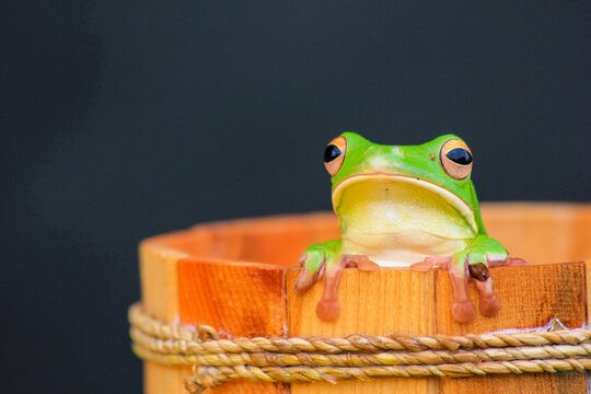 Green Tree Frog Sitting on Wooden Bucket