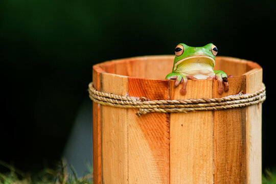 Green Tree Frog Sitting on Wooden Bucket