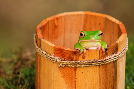Green Tree Frog Sitting on Wooden Bucket