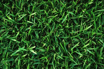 Obraz premium Close-up of vibrant green grass texture from a top view, showcasing dense, freshly cut blades. Ideal for design projects needing a natural and detailed touch.
