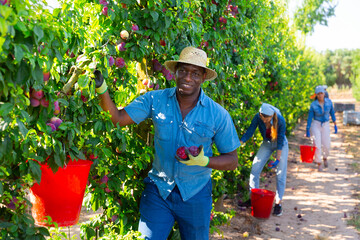 Hardworking african american male farmer working in a fruit nursery plucks ripe plums from a tree,...