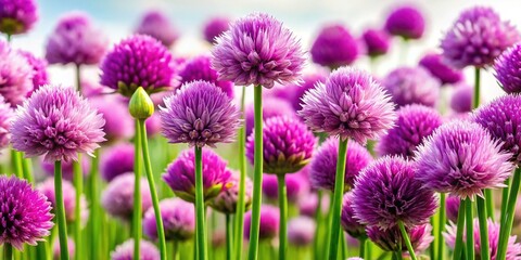 Fototapeta premium Eye-Catching Flowering Chives Adorn Garden with Vibrant Hues
