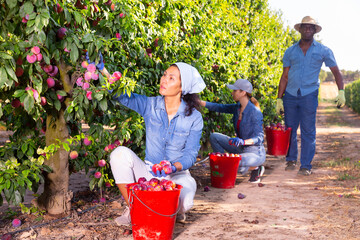 Three farmers working in a fruit nursery are picking ripe plums from a tree, putting the fruits in buckets