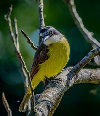 I saw you on a branch