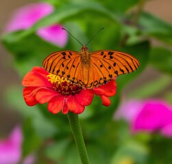 Butterfly on vibrant zinnia flower