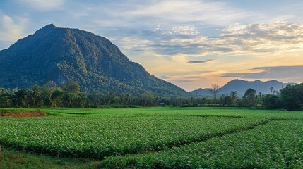 Fototapeta premium Scenic Peanut Plantation Landscape in Rural Area with Crop Rows, Farming Industry Background