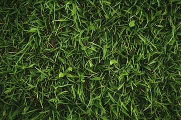 Fototapeta premium A highly detailed, photorealistic top view of lush green grass, showcasing a vibrant and textured natural surface, perfect for nature-related projects or backgrounds.