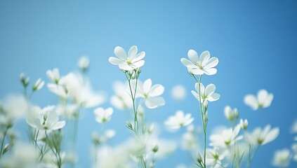 A serene minimalist backdrop featuring a clear blue sky complemented by delicate white flowers, evoking feelings of tranquility and simplicity. Perfect for calming and peaceful themes.