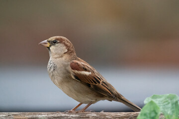 A house sparrow (Passer domesticus), male, in winter plumage, perches on a wooden beam, Blurred...