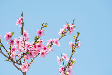 개복숭아꽃과 하늘