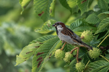 A male house sparrow (Passer domesticus), in breeding plumage, sits on a chestnut tree branch among ripening chestnuts on a sunny summer day