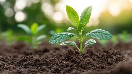 Young plant seedling growing in fertile soil, sunrise background, nature growth concept