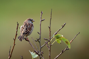 House sparrow (Passer domesticus), male, in winter plumage, sits on a thin branch at the top of a...