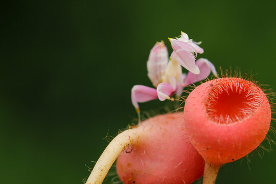 Orchid Mantis on Exotic Fuzzy Red Plant &ndash; A Stunning Macro Shot