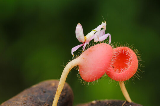 Orchid Mantis on Exotic Fuzzy Red Plant &ndash; A Stunning Macro Shot