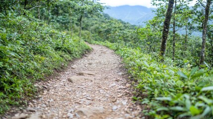 Obraz premium Mountain Trail Winding Through Lush Forest